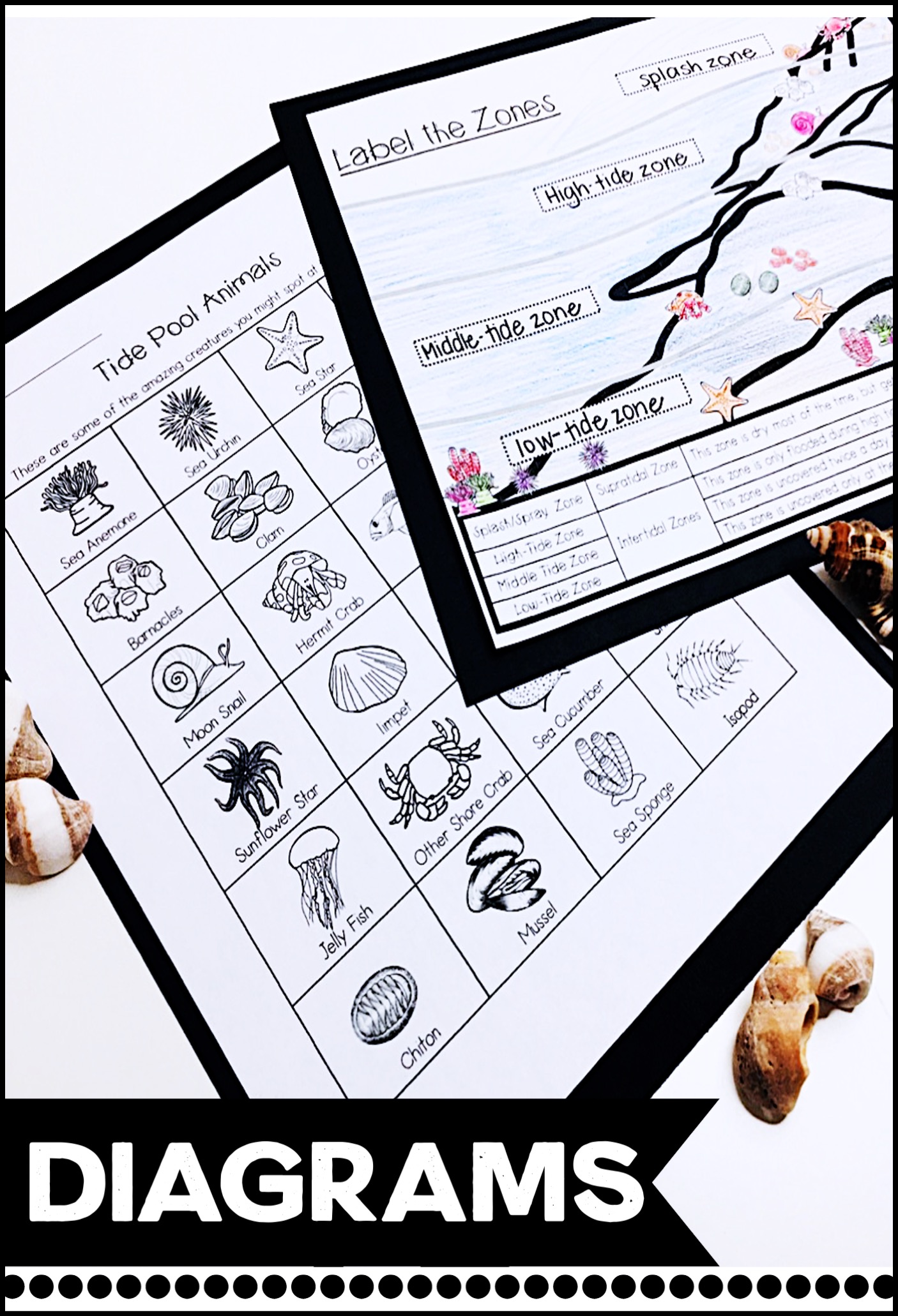 diagrams for tide pool lesson plans