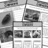 Porcupine Nonfiction Reading Passage & Comprehension Unit - Image 4