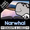 Narwhal Reading Comprehension Unit