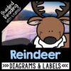 reindeer reading comprehension unit