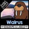 Walrus Reading Comprehension Unit