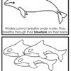 whale mini book
